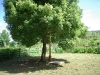 2010071806