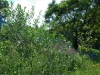 2010071807
