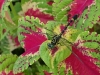 2010091806