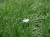 20110605d
