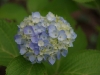 20110605n