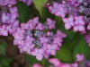 20110605p