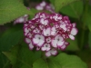 20110605s