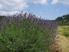 2011071606