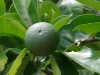 2011071608