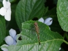2011071610