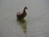 2011071611