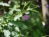 20110918081