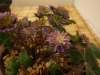 2012021929