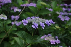 IMGP3438
