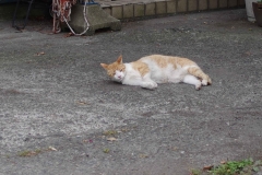 IMGP3442