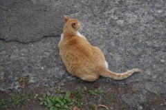 IMGP3453