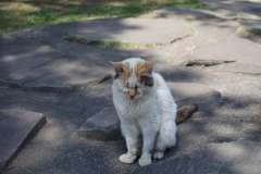 IMGP3555