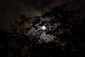 2018043033