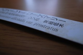 wp20090214d.jpg