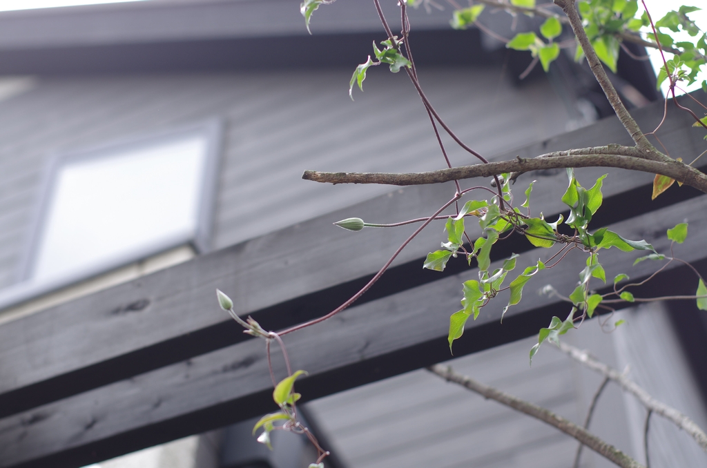 園芸とヘッドライト交換