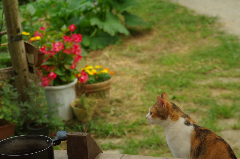 花はなの里に行ってみました